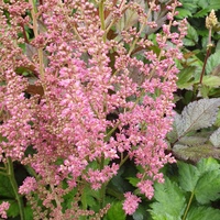Astilbe chinensis 'Little Vision in Purple'